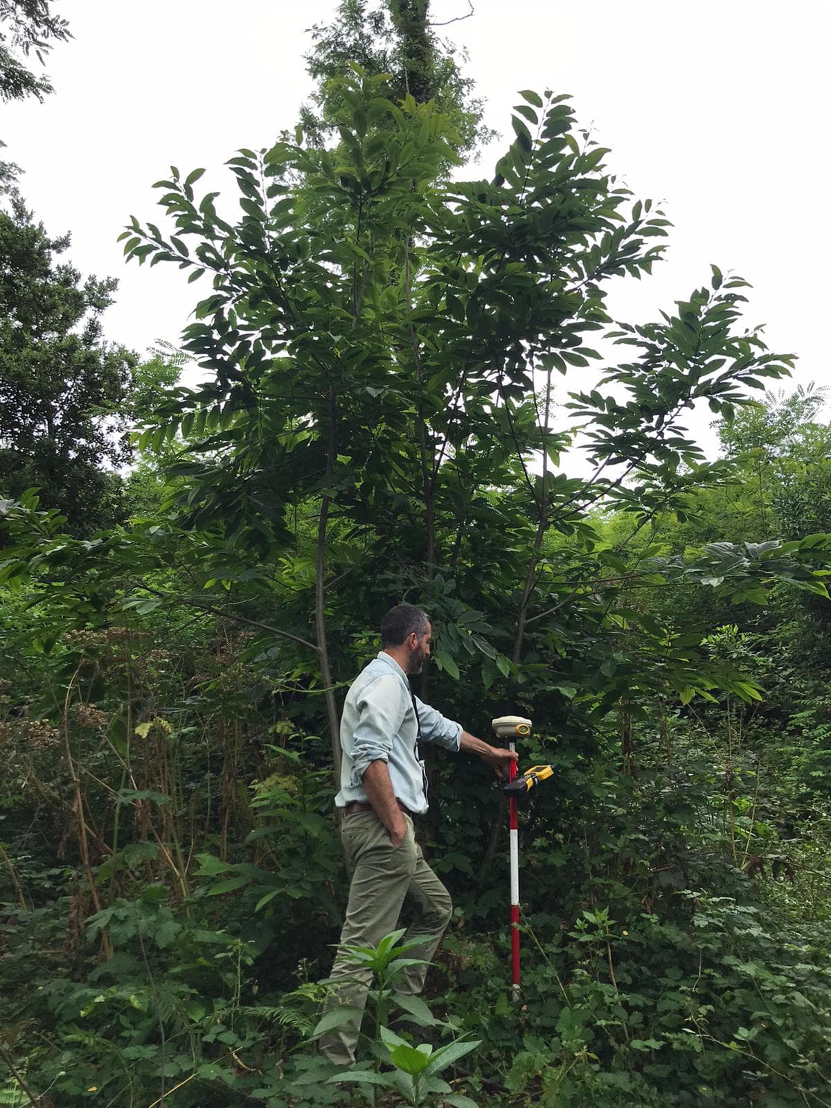 Servicio Forestal 2